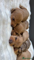 Miniature Dachshund dogs Miniature Dachshund Puppies - Advert 7