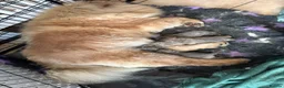 Chow Chow dogs for sale: 🧸🐾 Beautiful Chow Chow puppies 🐾🧸 - Advert 5