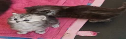 Mixed Breed cats for sale: Chincillia ragdoll - Advert 6