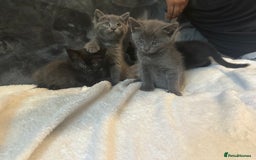 Ragdoll cats for sale: Ragdoll cross domestic shorthaired kittens  - Image 3