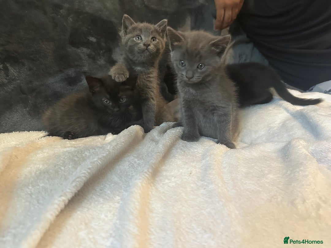 Ragdoll cats for sale: Ragdoll cross domestic shorthaired kittens  - Image 3