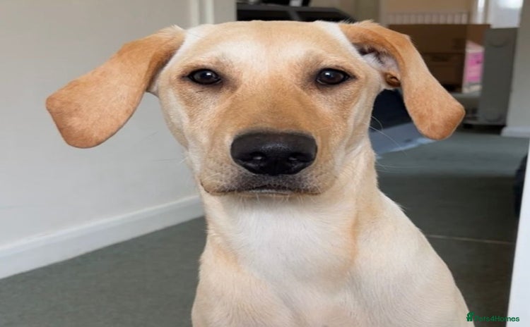 Mixed Breed dogs - Advert 1