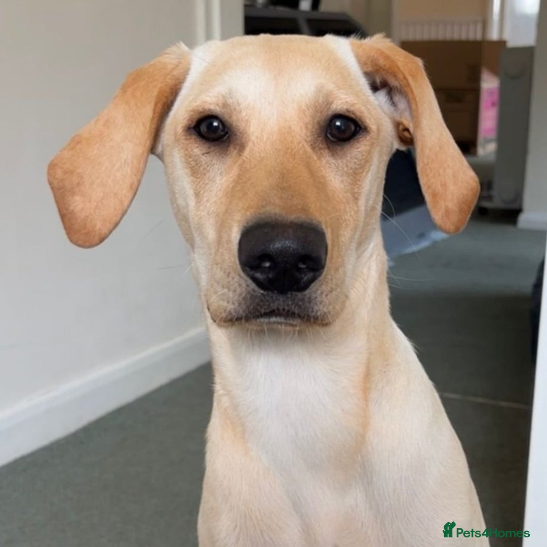 Mixed Breed dogs for adoption: Sika (Labrador/Pointer mix) - Image 1