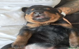 Rottweiler dogs for sale: Rottweiler puppies - Image 3