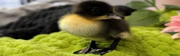 Ducks poultry for sale: Our gorgeous little ducklings have arrived! 🥰🐣 - Advert 10