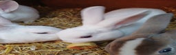 Rex rabbits for sale: Gorgeous mini rex looking for forever homes - Advert 6