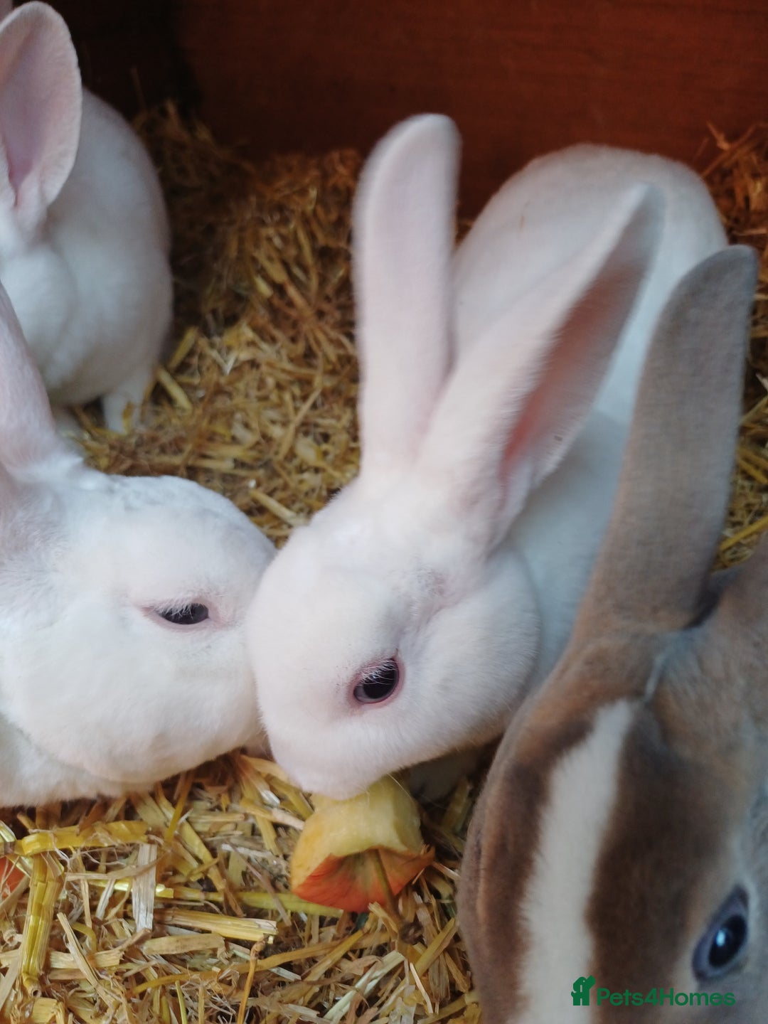 Rex rabbits for sale: Gorgeous mini rex looking for forever homes - Image 5