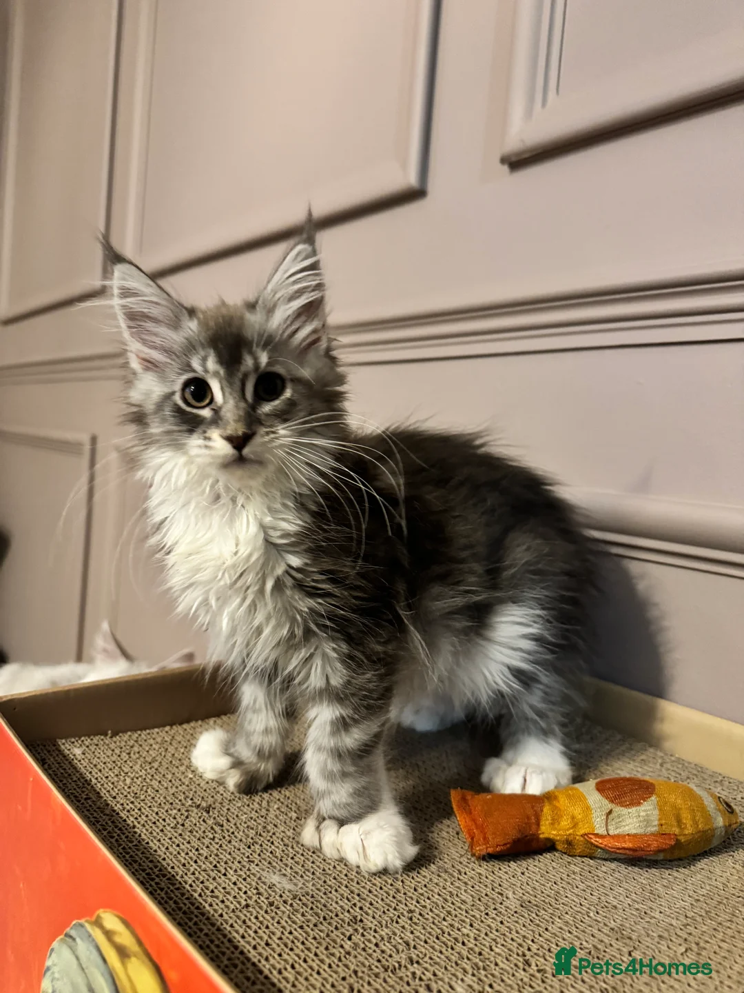 Maine Coon cats for sale: Maine coon TICA reg polydactyl DNA clear  - Advert 1