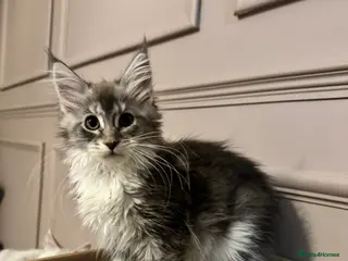 Maine Coon cats Maine coon TICA reg polydactyl DNA clear - Advert 2