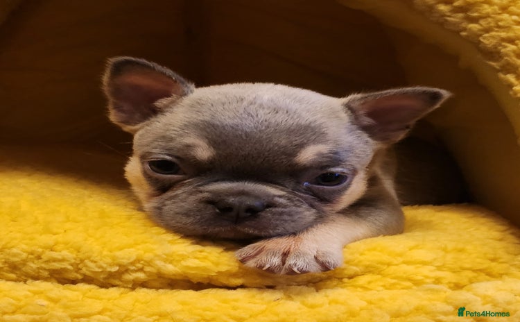 French Bulldog dogs - Advert 2
