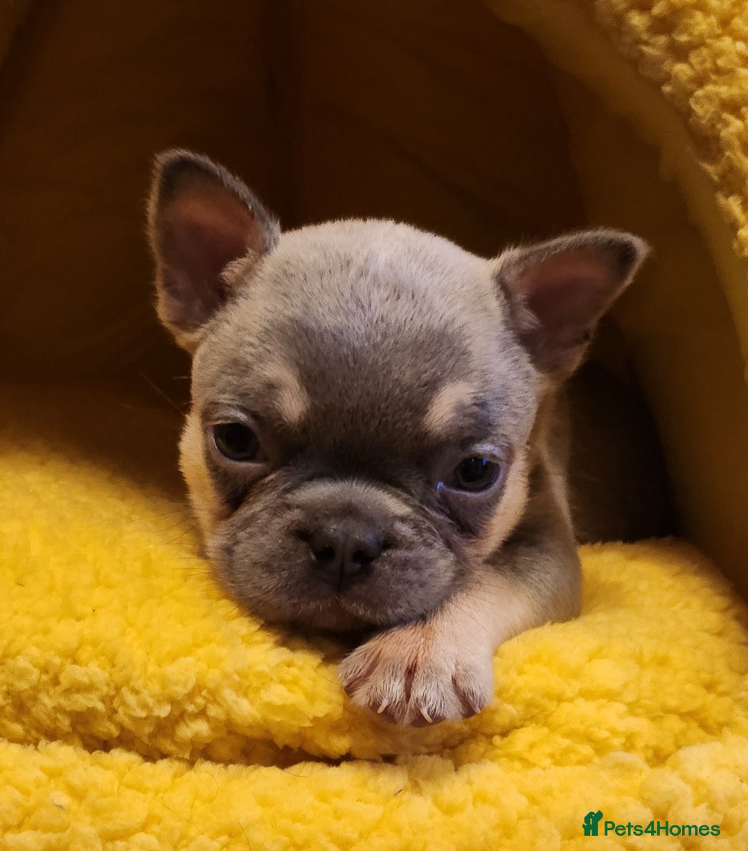 French Bulldog dogs for sale: Only 4 pups left, this weekend £900 - Image 3