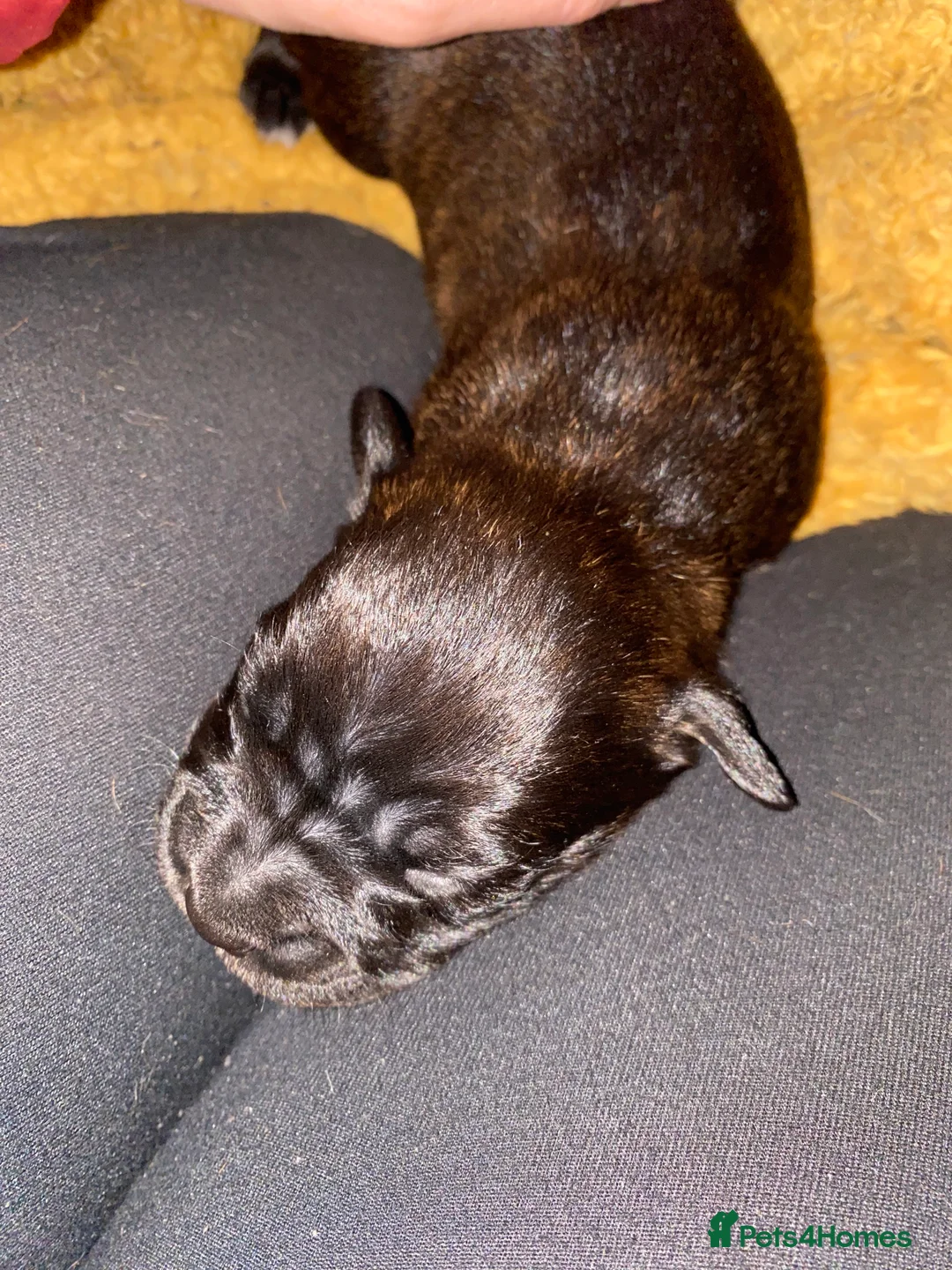 Mixed Breed dogs for sale: 🧬Kc reg mum black boxer & mini boxer pups 🤩 8wk - Advert 33
