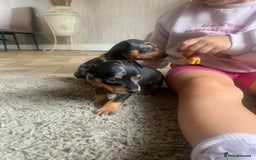 Miniature Pinscher dogs for sale: Extremely Rare  Black&Tan MERLE Min Pin Ready Now - Image 3
