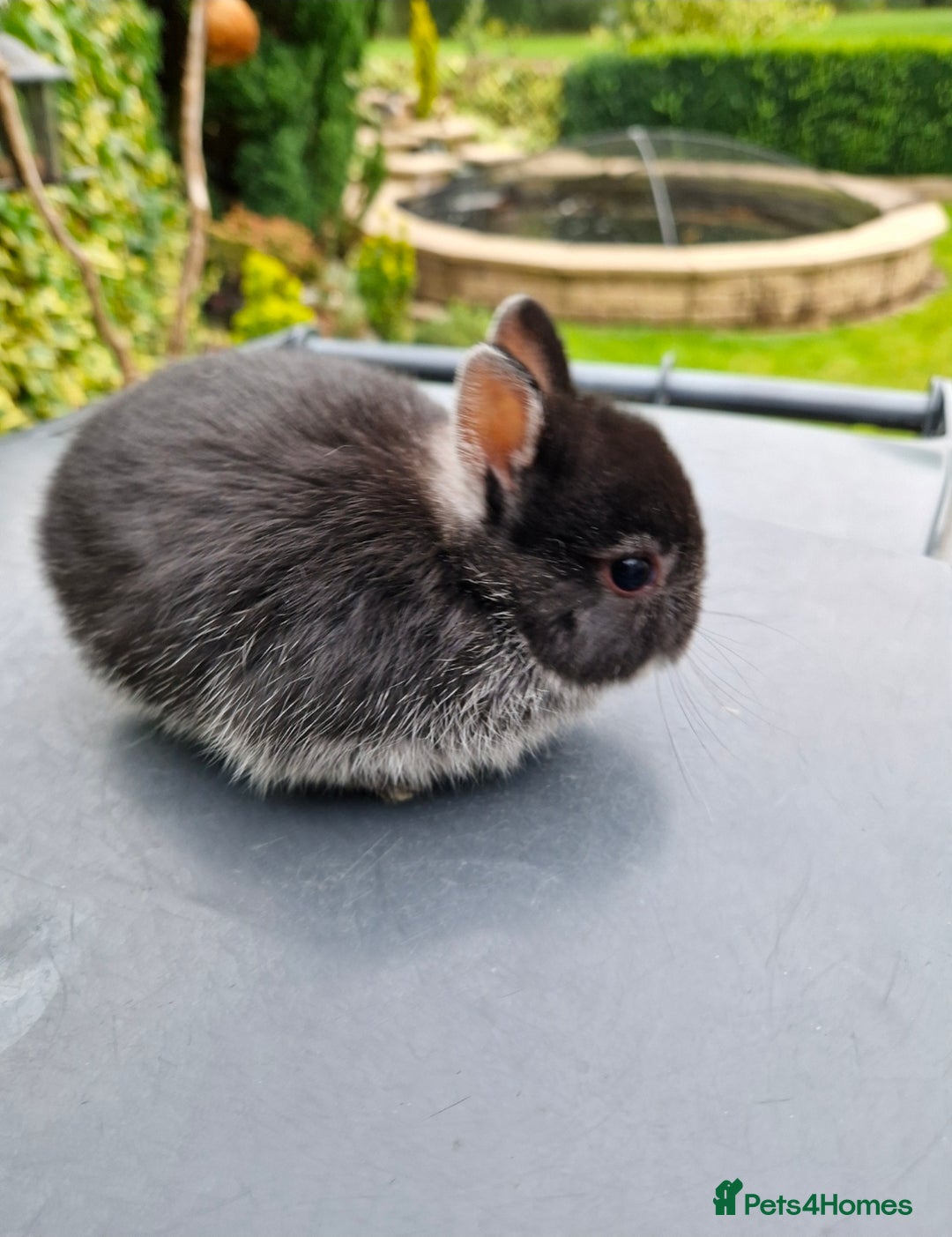 Netherland Dwarf rabbits for sale: Genuine Netherland Dwarf Kits  - Advert 4