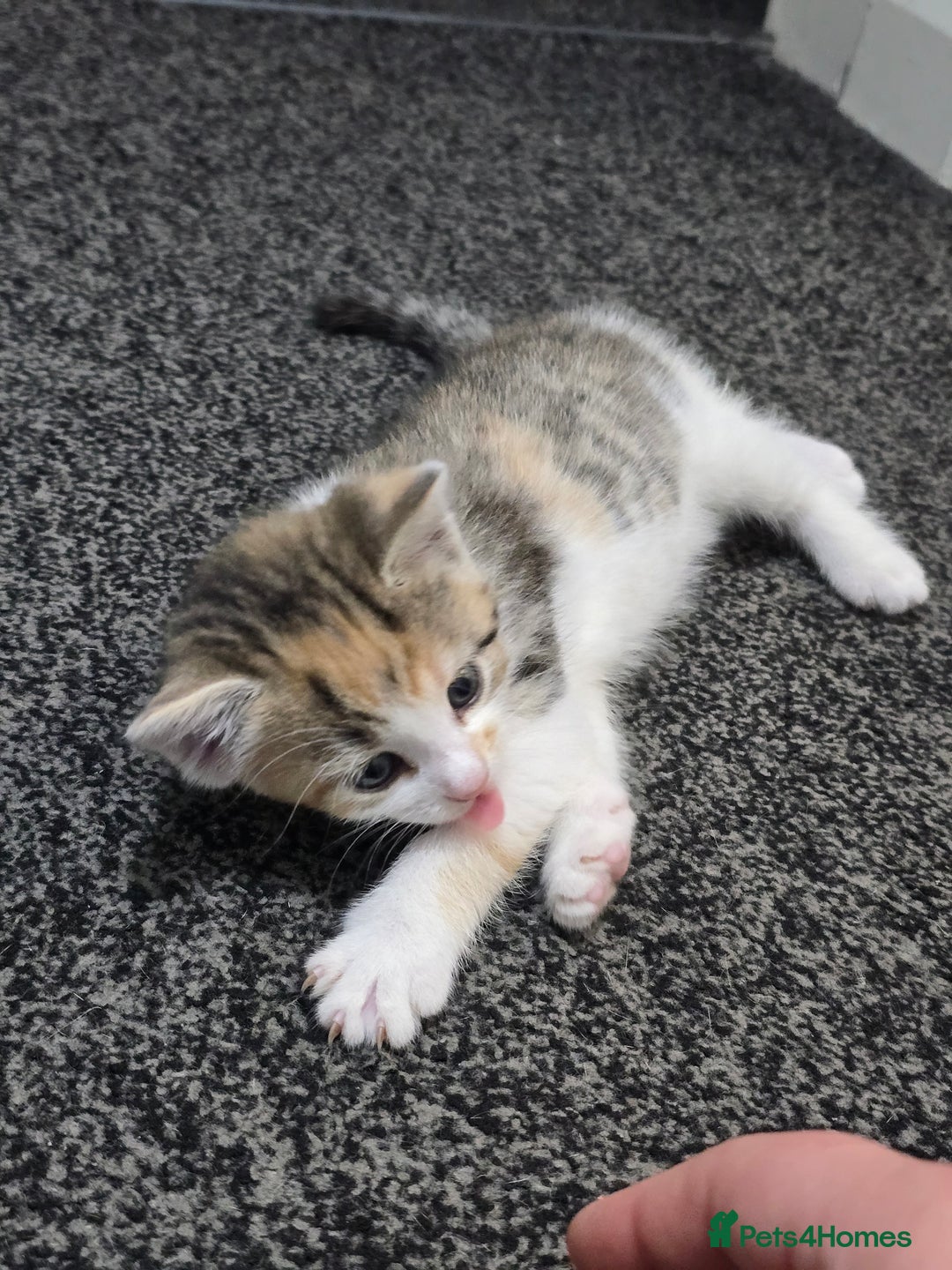 British Shorthair cats for sale: 🐱Four  Sisters Looking for Their Forever Homes!  - Image 6