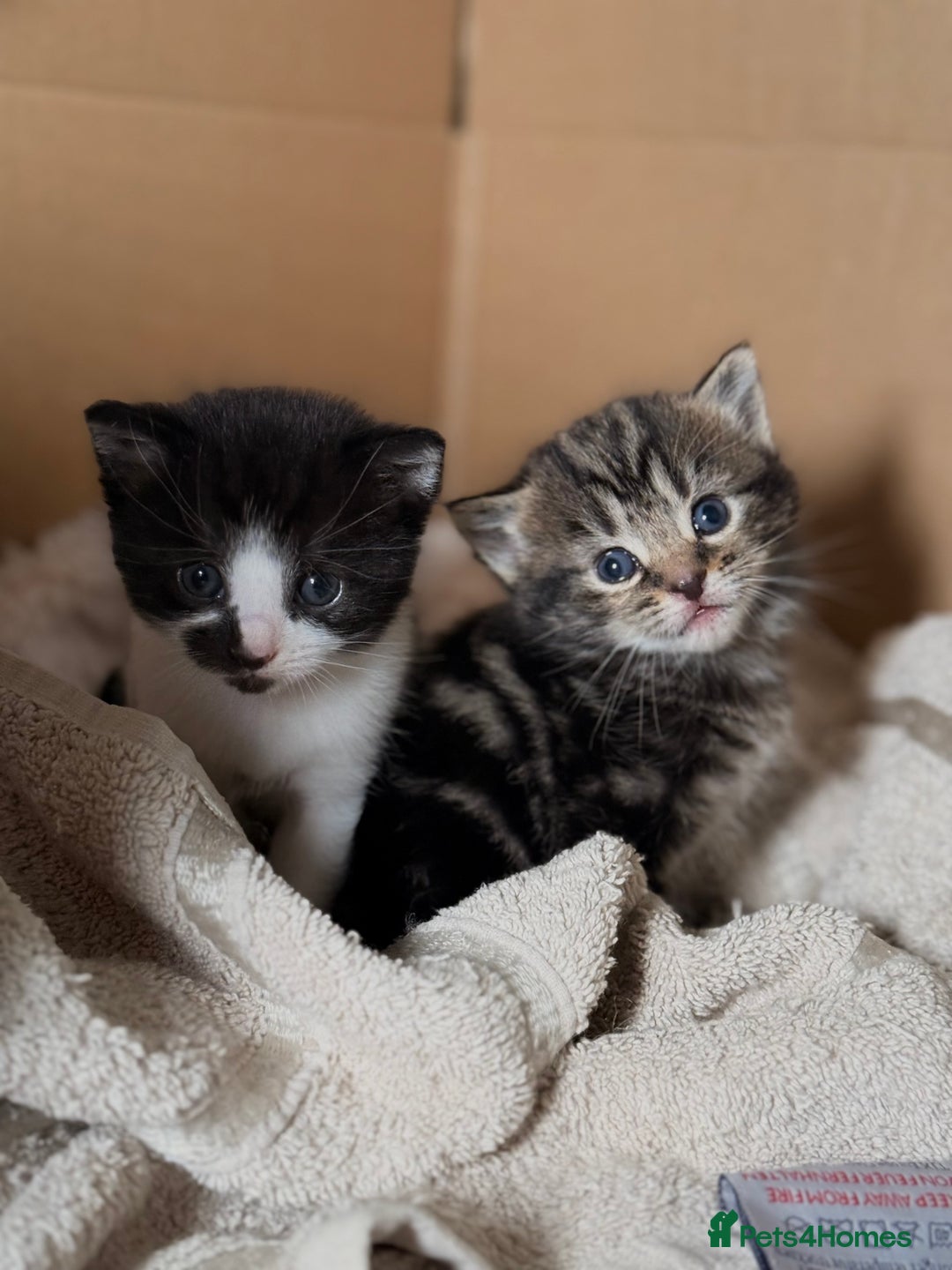 British Longhair cats for sale: Kittens for sale! - Image 1