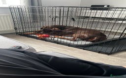 Dobermann dogs for sale: female pure breed chocolate Doberman for sale.  - Image 4