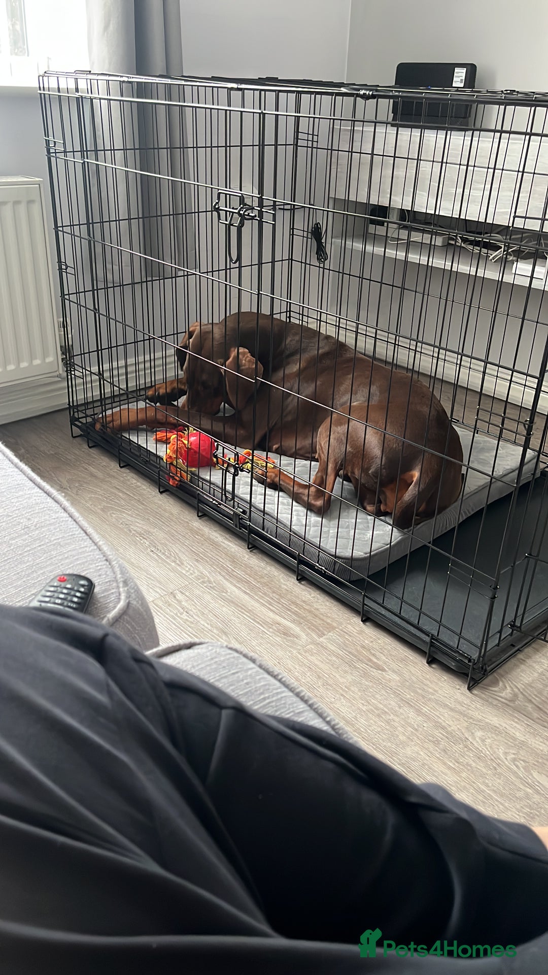 Dobermann dogs for sale: female pure breed chocolate Doberman for sale.  - Image 4