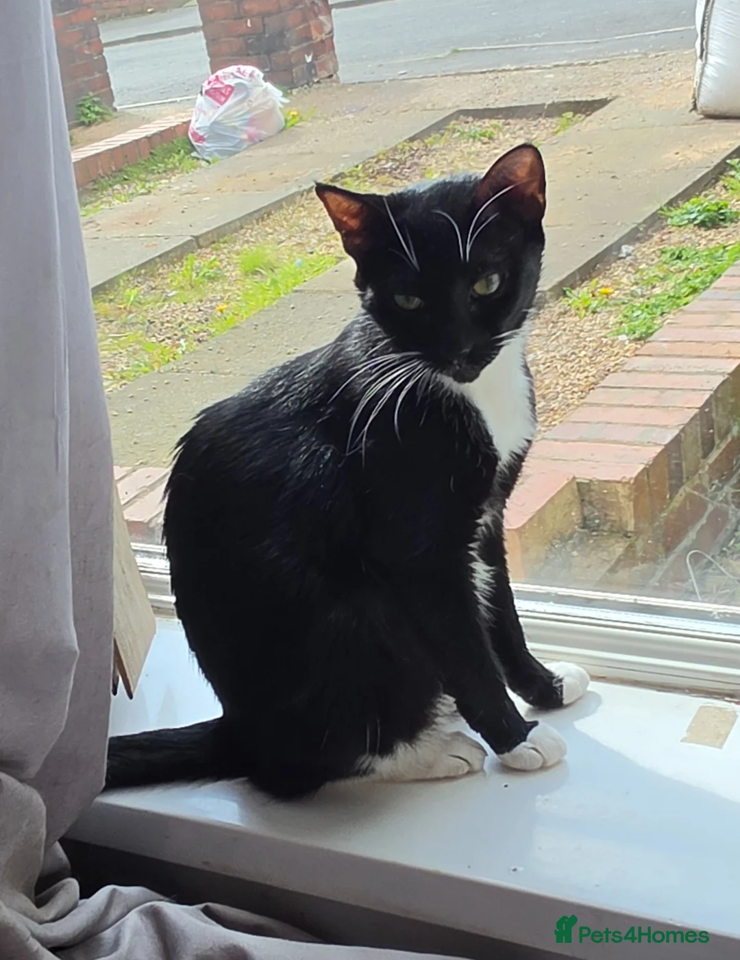 Domestic Shorthair cats for sale: Beautiful kitties looking for there forever home - Advert 2