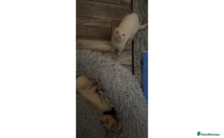 Ferret rodents - Advert 2
