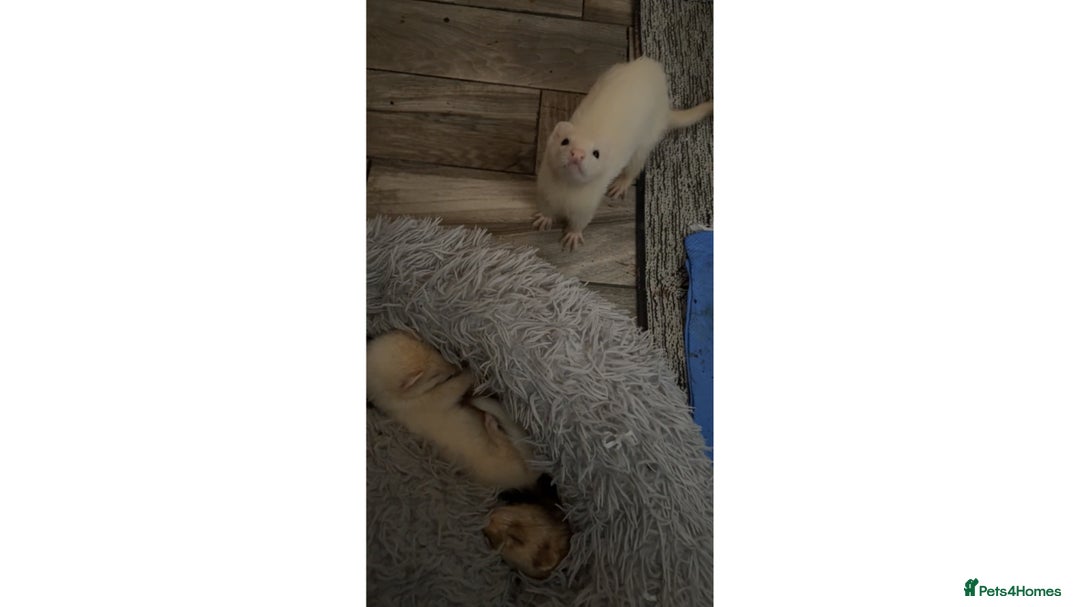 Ferret rodents for sale: 3 hobs for sale - Image 1