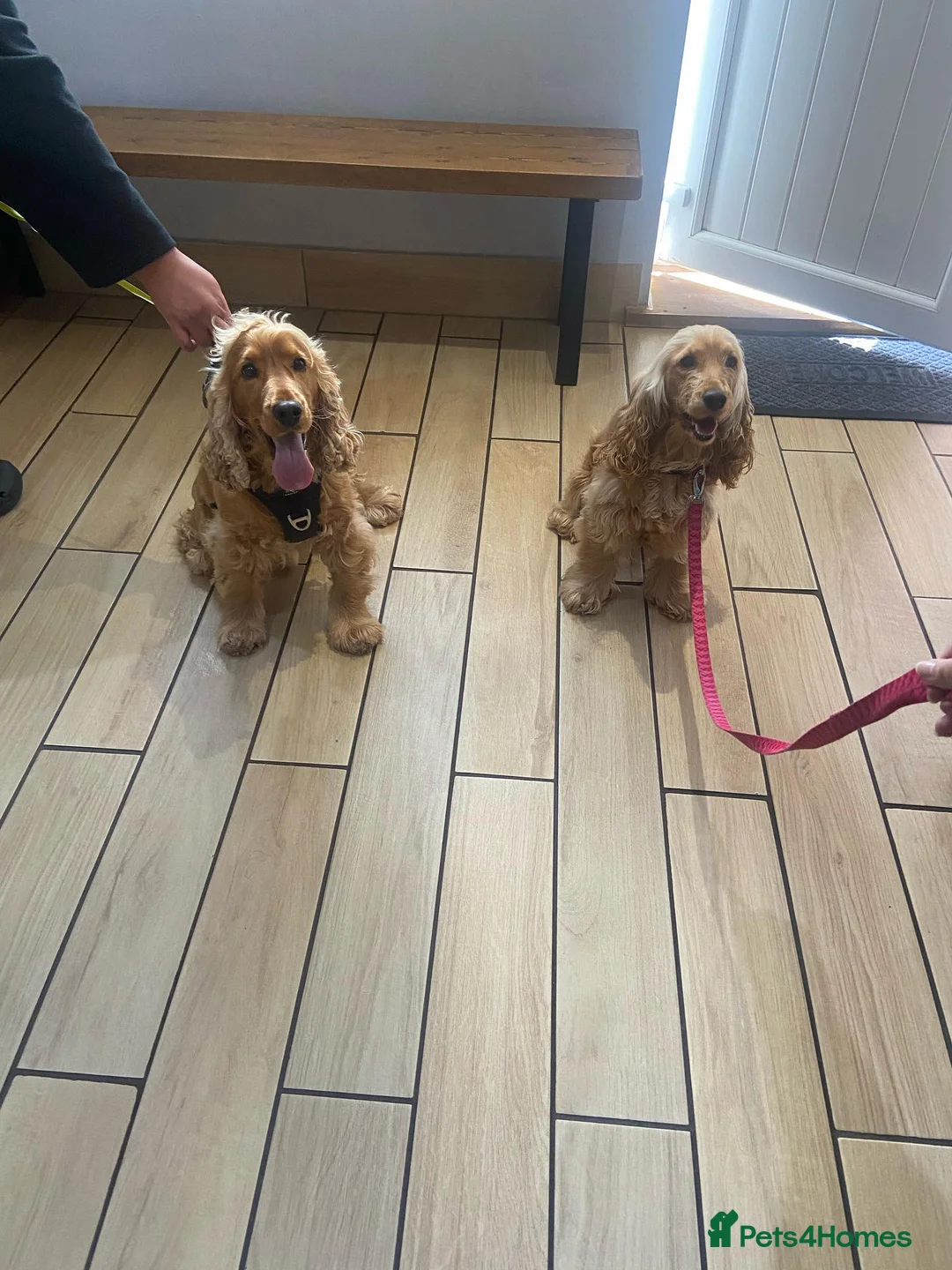 Cocker Spaniel dogs for stud: Cocker Spaniel For Stud in Liverpool - Advert 22