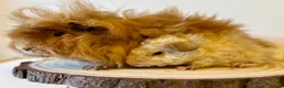 Guinea Pig rodents for sale: Selection of guinea pigs looking for new homes  - Advert 8