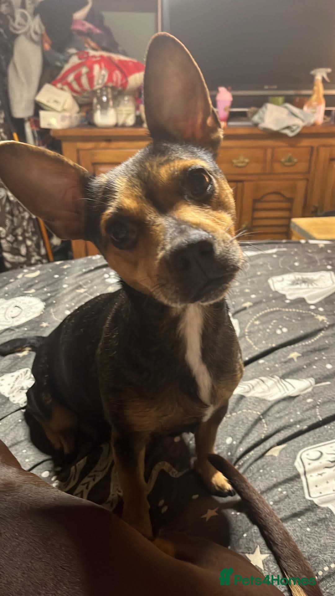 Mixed Breed dogs Stunning daxi cross pups  - Advert 2