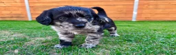 Labradoodle dogs for sale: Labradoodle Babies 🐾🐾🐾 - Advert 6