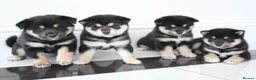 Japanese Shiba Inu dogs for sale: EXCEPTIONAL SHIBA INU PUPPIES OUTSTANDING QUALITY - Advert 3