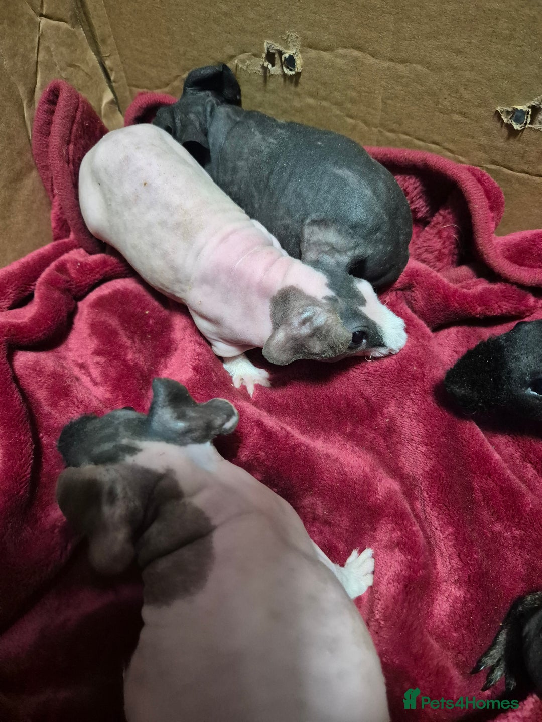 Guinea Pig rodents for sale: Baby Male Skinny Pigs For Sale  - Advert 3