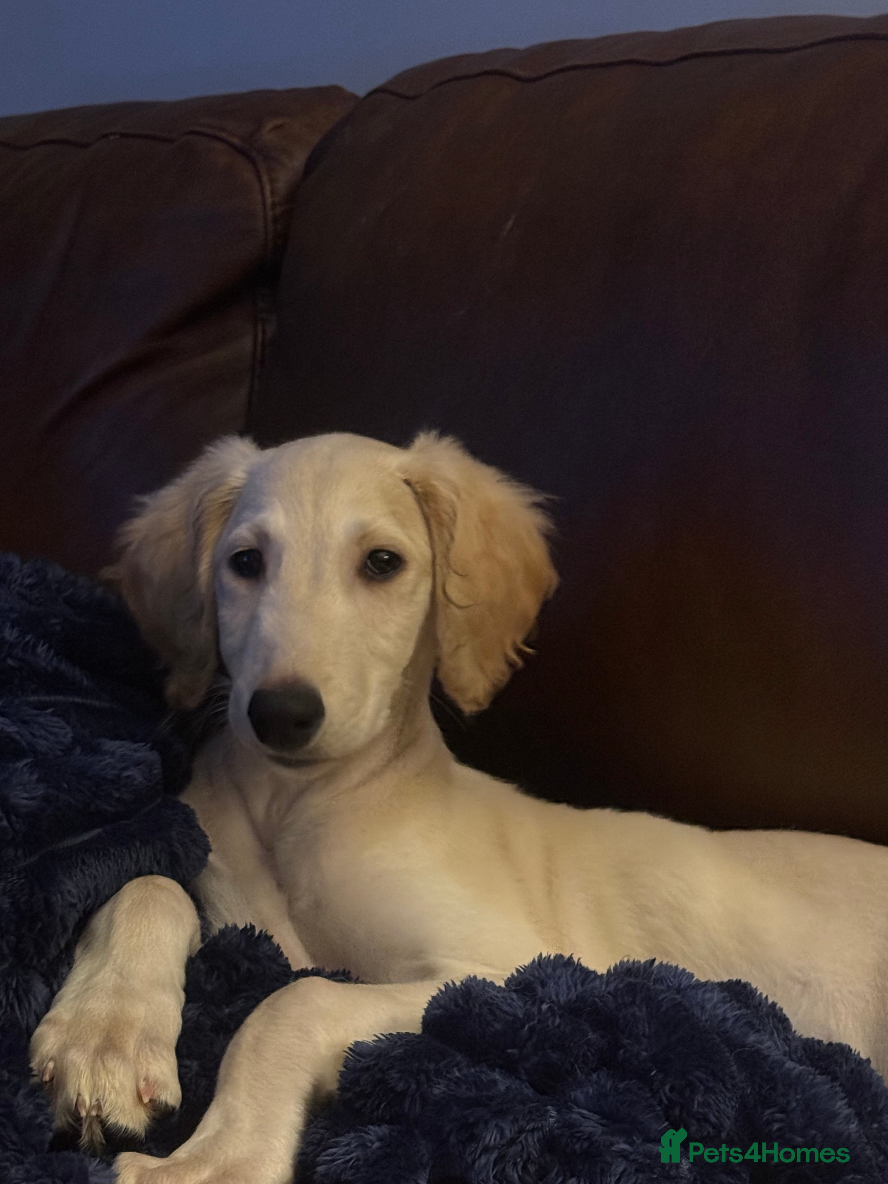 Saluki dogs Saluki 2 big boys left reduced £ - Advert 3