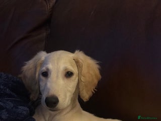 Saluki dogs Saluki 2 big boys left reduced £ - Advert 5