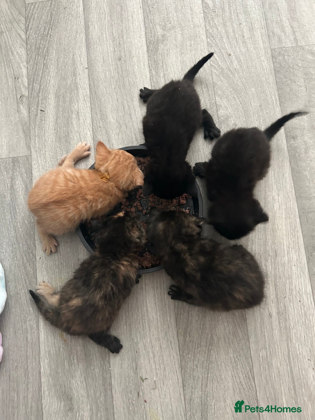 Mixed Breed cats for sale: Kittens for good homes  - Advert 4