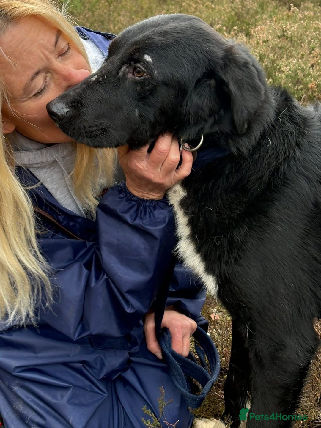 Mixed Breed dogs for adoption: Sisco - Norwich Norfolk  - Advert 12