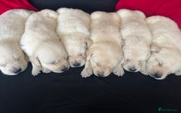 Goldador dogs for sale: 🤍🦮White Goldador Puppies🦮🤍 in Bridgend - Image 16