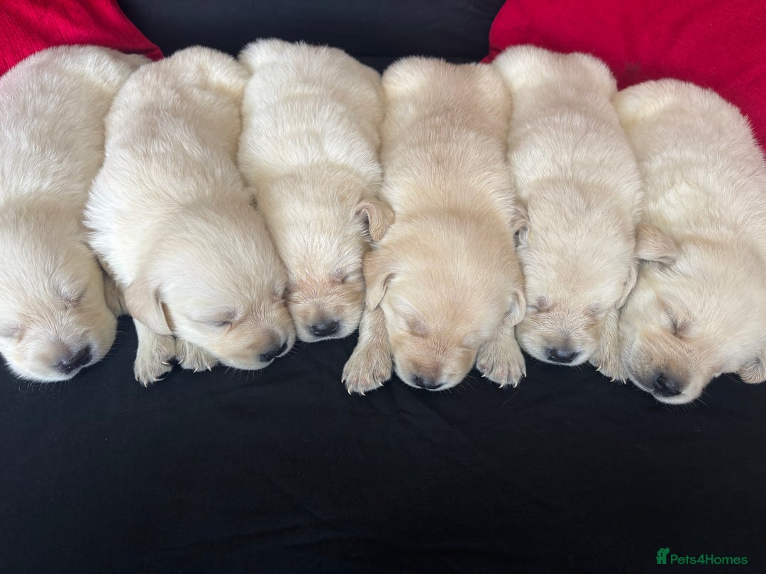 Goldador dogs for sale: 🤍🦮White Goldador Puppies🦮🤍 in Bridgend - Image 16