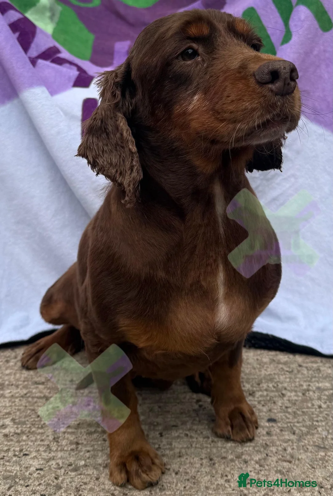 Cocker Spaniel dogs for sale: Adult cocker spaniel spayed 💖 - Advert 1