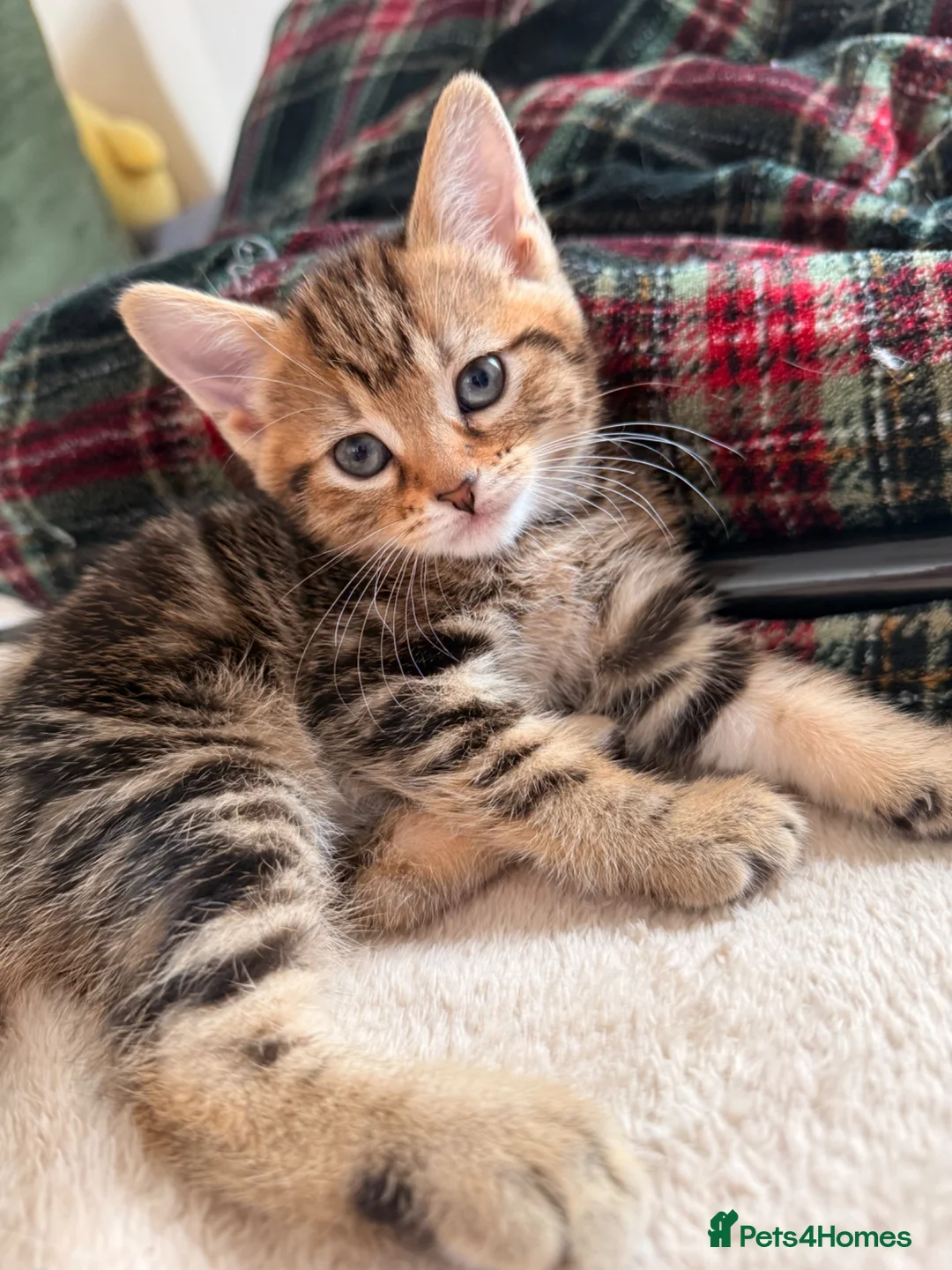 Mixed Breed cats for sale: 2 males left. Can deliver,Ready now.  - Advert 2