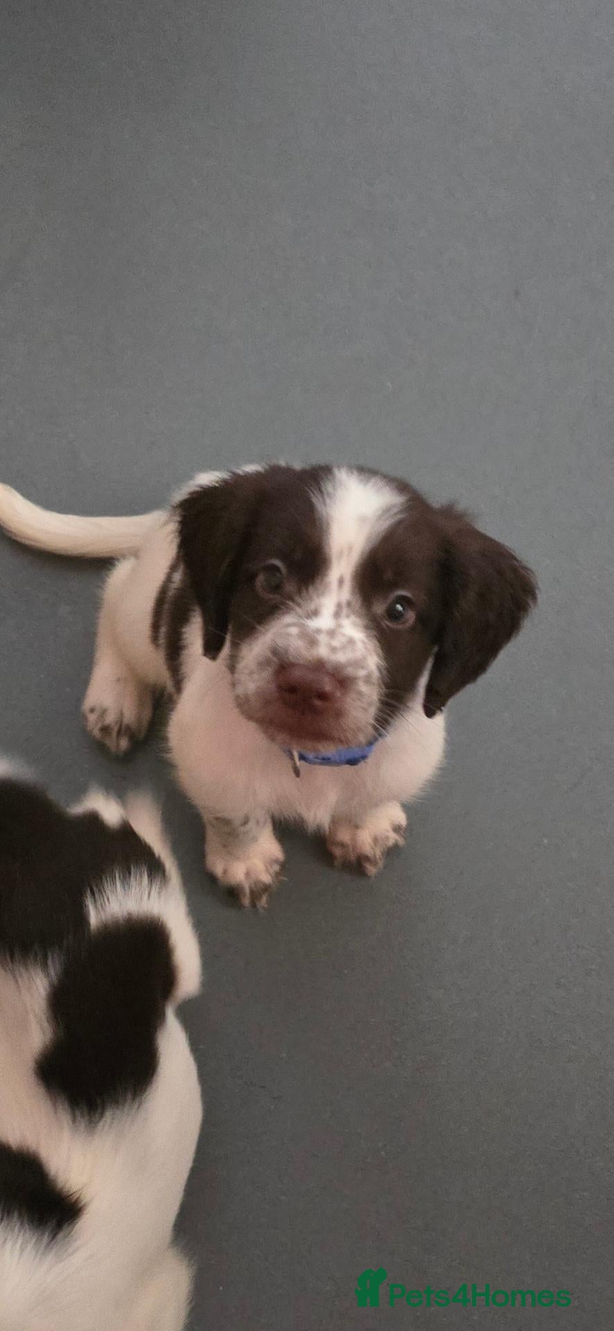 English Springer Spaniel dogs English Springer Spaniel Puppies  - Advert 2