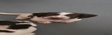 English Springer Spaniel 1