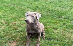 Labrador Retriever dogs for sale: Sweet❤️heart Labrador pups arriving soon! - Image 3