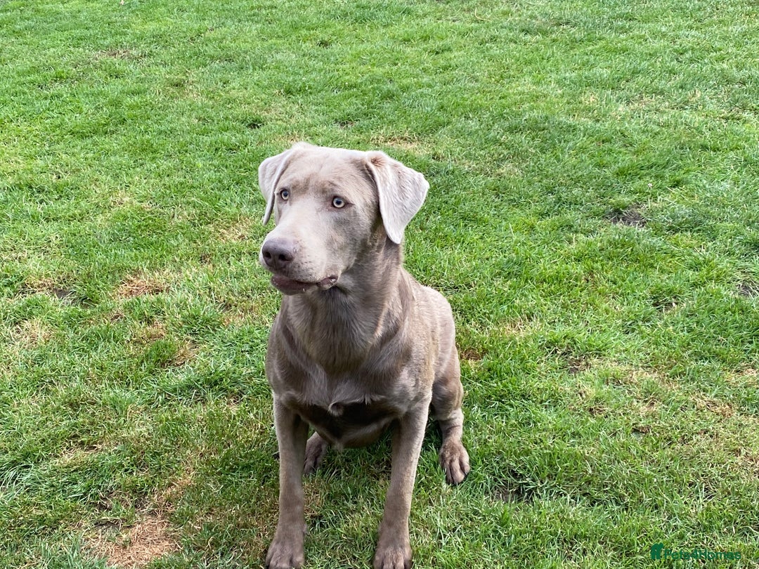 Labrador Retriever dogs for sale: Sweet❤️heart Labrador pups arriving soon! - Image 3