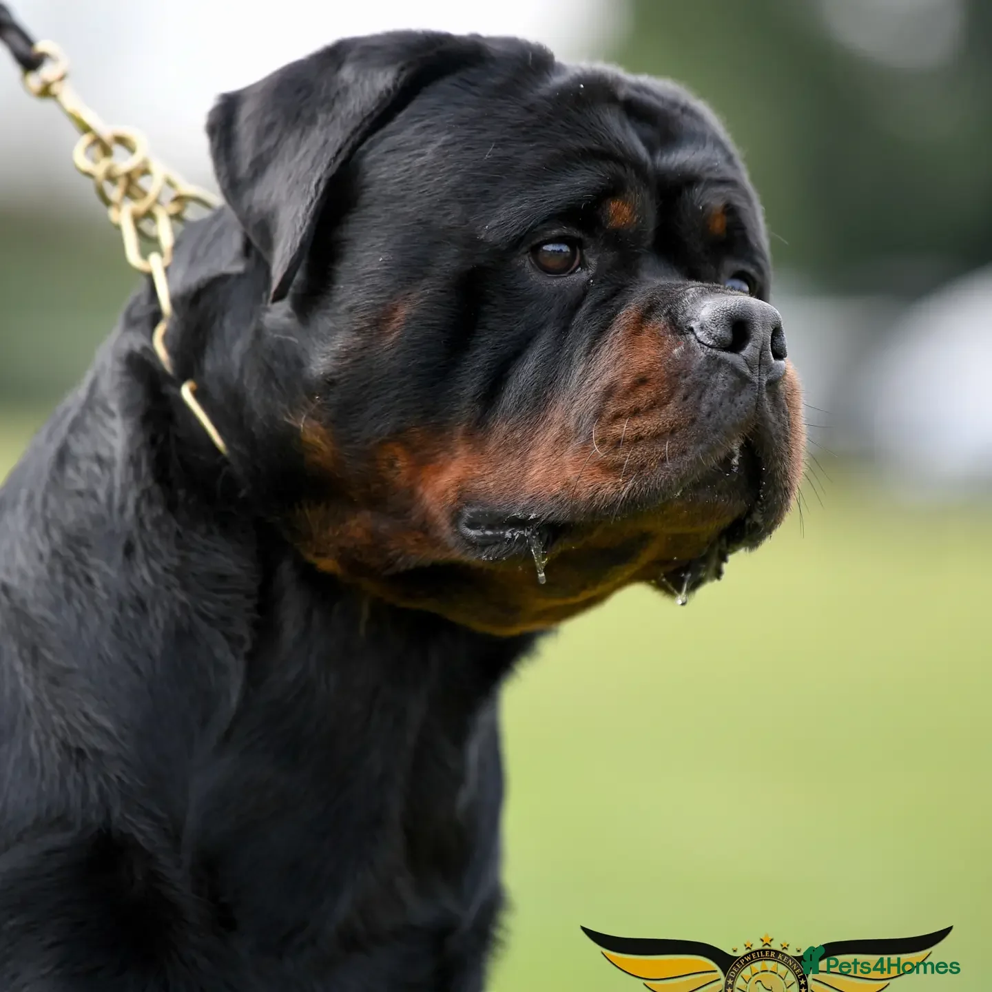 Rottweiler dogs Rottweiler import Stud (BIG DADDY BRUNO) - Advert 2