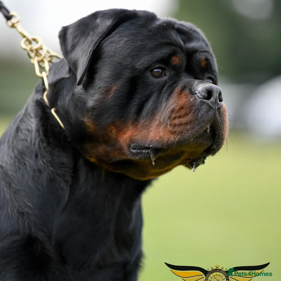 Rottweiler dogs for stud: Rottweiler import Stud (BIG DADDY BRUNO) in Liverpool - Advert 5