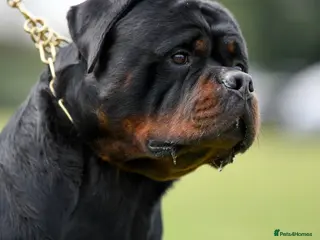 Rottweiler dogs Rottweiler import Stud (BIG DADDY BRUNO) - Advert 2