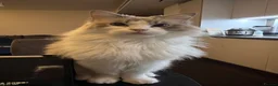 Ragdoll cats for sale: Pedigree Blue Bicolour Male Ragdoll - Advert 4