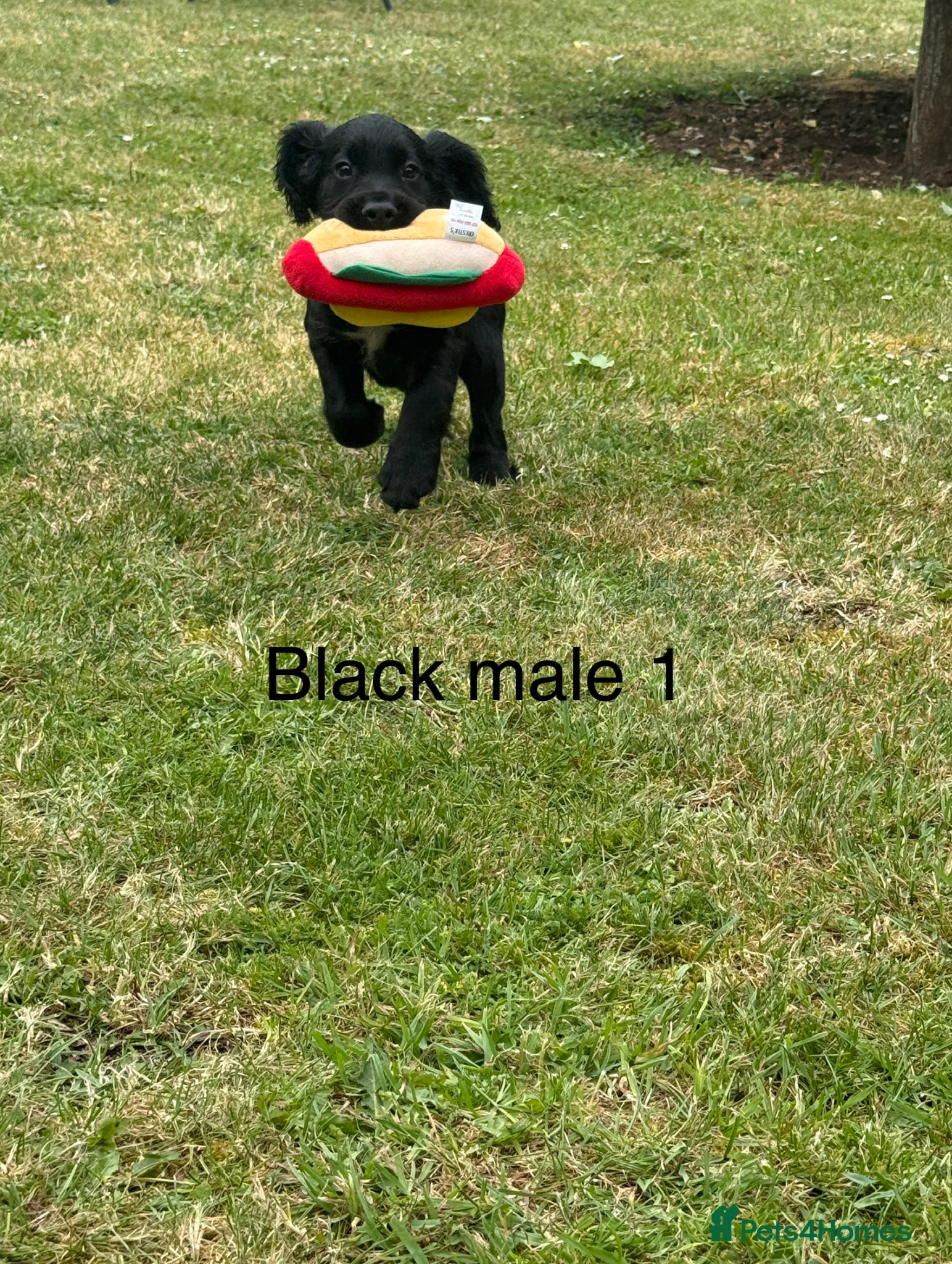 Cocker Spaniel dogs for sale: Beautiful cocker spaniel puppies *3 left* - Advert 18