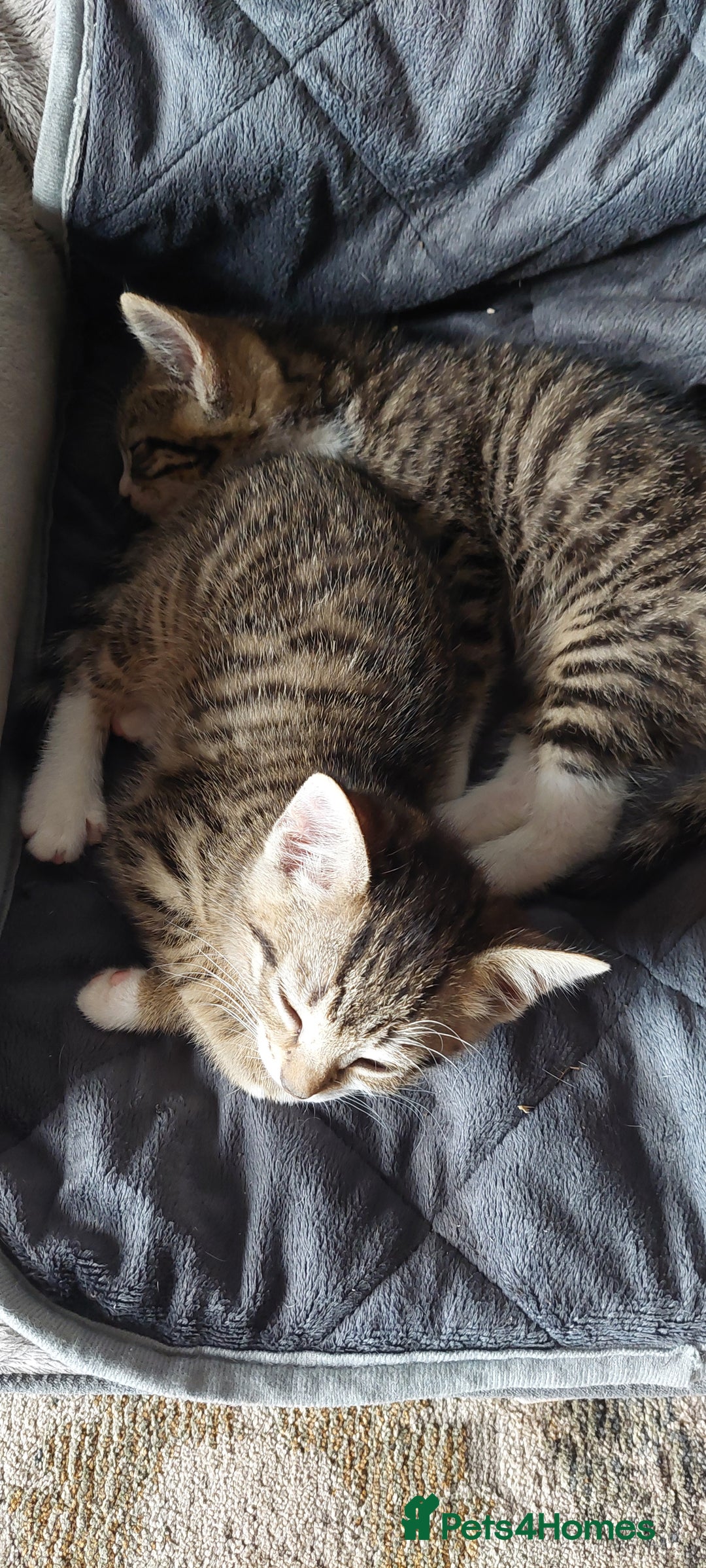 Mixed Breed cats for sale: Bautifull kittens - Image 7