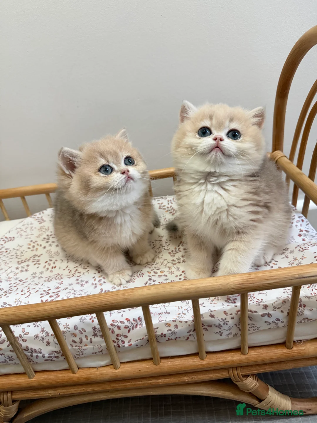 British Shorthair cats for sale: Golden Blue British Shorthair kittens - Advert 6